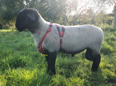 Rurtec Matingmark Deluxe Ram Harness| Online For Equine