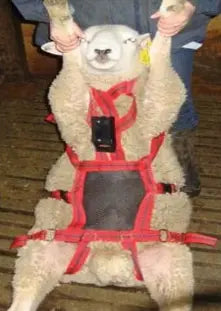 Rurtec Matingmark No Mate Harness Attachment| Online For Equine