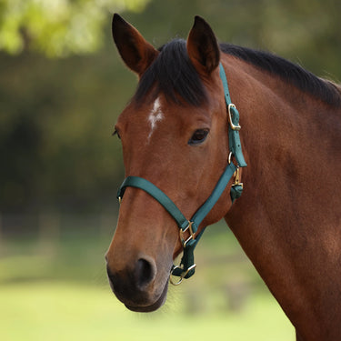 Shires ARMA Premium Adjustable Headcollar Hunter| Online For Equine