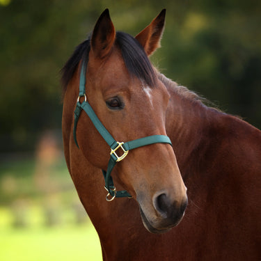 Shires ARMA Premium Adjustable Headcollar Hunter| Online For Equine