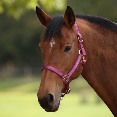 Shires ARMA Premium Adjustable Headcollar Raspberry| Online For Equine