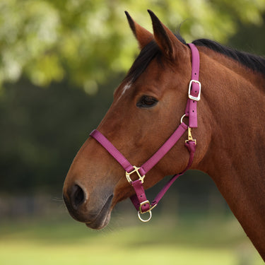 Shires ARMA Premium Adjustable Headcollar Raspberry| Online For Equine