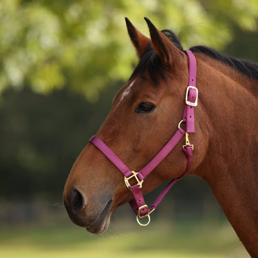 Shires ARMA Premium Adjustable Headcollar Raspberry| Online For Equine