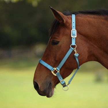 Shires ARMA Premium Adjustable Headcollar Teal| Online For Equine