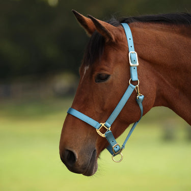 Shires ARMA Premium Adjustable Headcollar Teal| Online For Equine