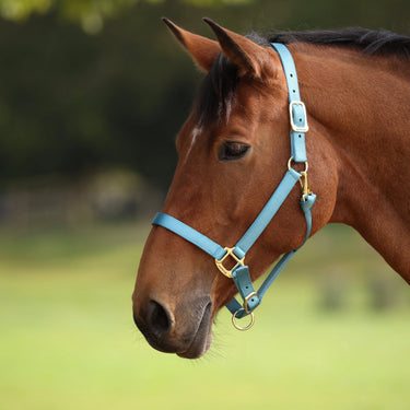 Shires ARMA Premium Adjustable Headcollar Teal| Online For Equine