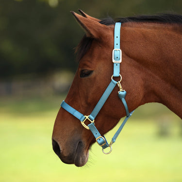 Shires ARMA Premium Adjustable Headcollar Teal| Online For Equine