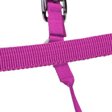 Shires ARMA Pro Padded Headcollar Raspberry| Online For Equine