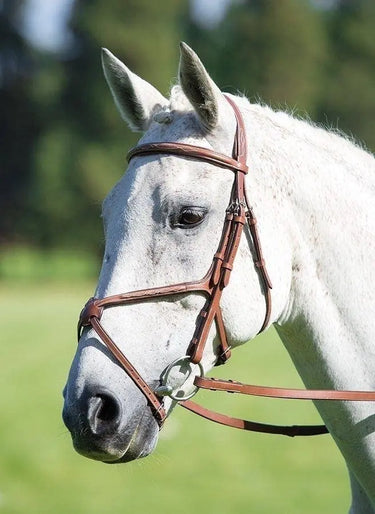 Buy Shires Avignon Grackle Bridle| Online for Equine