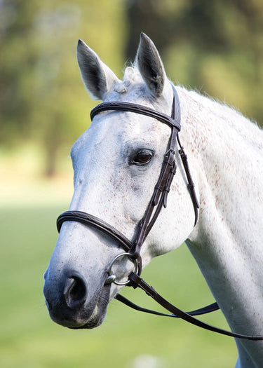 Buy Shires Avignon Padded Raised Cavesson Bridle| Online for Equine