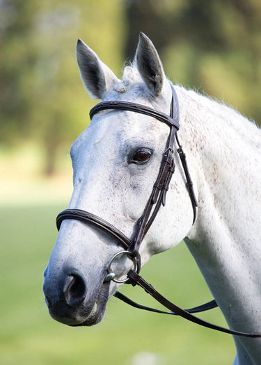 Buy Shires Avignon Padded Raised Cavesson Bridle| Online for Equine
