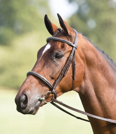 Buy Shires Avignon Padded Raised Cavesson Bridle| Online for Equine