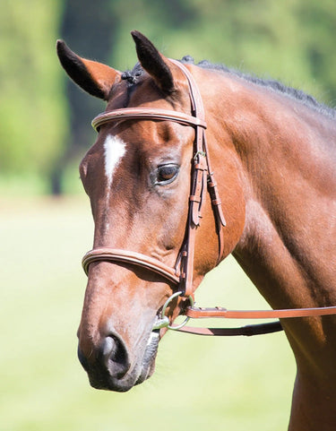 Buy Shires Avignon Padded Raised Cavesson Bridle| Online for Equine