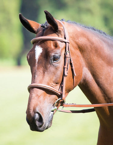 Buy Shires Avignon Padded Raised Cavesson Bridle| Online for Equine