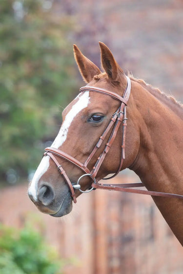 Buy Shires Avignon Padded Raised Flash Bridle| Online for Equine