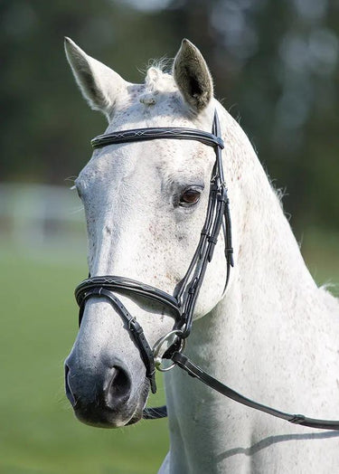 Buy Shires Avignon Padded Raised Flash Bridle| Online for Equine
