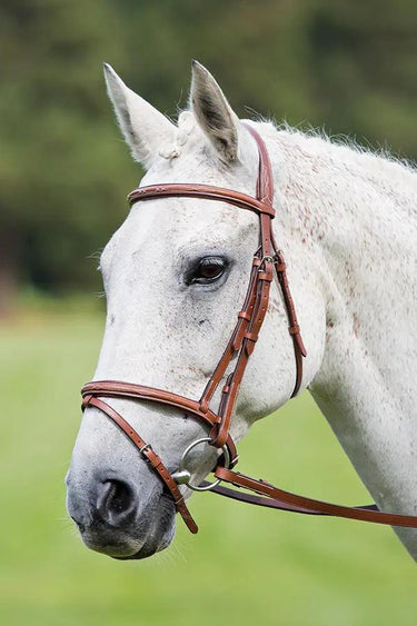 Buy Shires Avignon Padded Raised Flash Bridle| Online for Equine