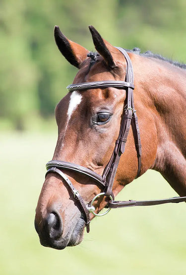 Buy Shires Avignon Padded Raised Flash Bridle| Online for Equine