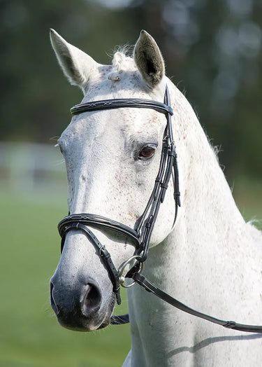 Buy Shires Avignon Padded Raised Flash Bridle| Online for Equine
