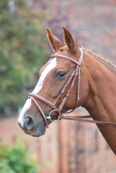 Buy Shires Avignon Padded Raised Flash Bridle| Online for Equine