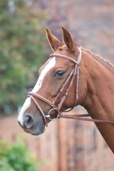 Buy Shires Avignon Padded Raised Flash Bridle| Online for Equine