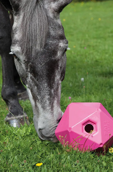 Buy Shires Ball Feeder| Online for Equine