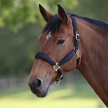 Shires Black ARMA Padded Headcollar| Online For Equine