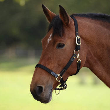 Shires Black ARMA Porto Headcollar| Online For Equine