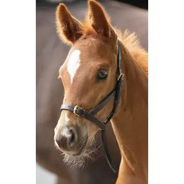 Buy Shires Blenheim Leather Foal Slip-Foal-Havana| Online for Equine