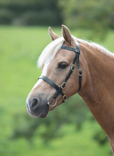 Buy Shires Blenheim Plain Inhand Bridle| Online for Equine