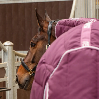 Shires Burgundy Tempest Original 300g Combo Stable Rug| Online For Equine