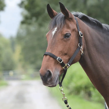 Buy Shires Control Headcollar| Online for Equine