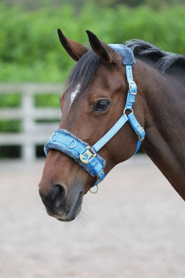 Buy Shires Fleece Lined Lunging Cavesson| Online for Equine