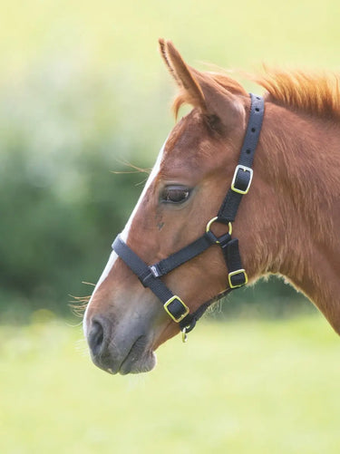 Buy Shires Foal Nylon Headcollar| Online for Equine