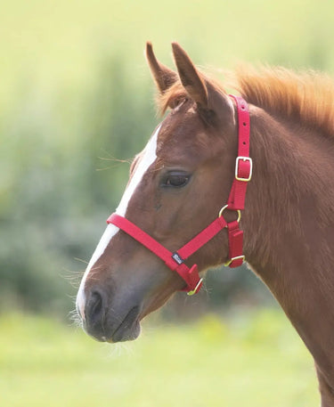 Buy Shires Foal Nylon Headcollar| Online for Equine