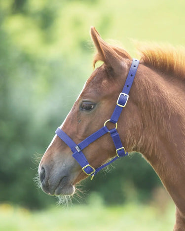 Buy Shires Foal Nylon Headcollar| Online for Equine