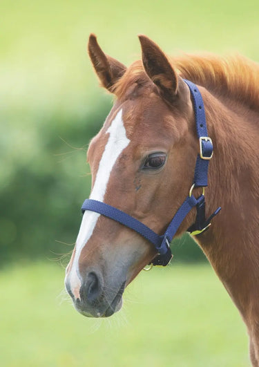 Buy Shires Foal Nylon Headcollar| Online for Equine
