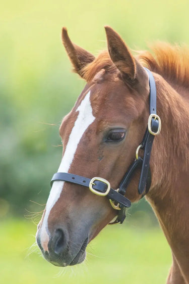 Buy Shires GARA Adjustable Leather Headcollar| Online for Equine