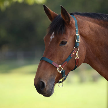 Shires Green ARMA Porto Headcollar| Online For Equine