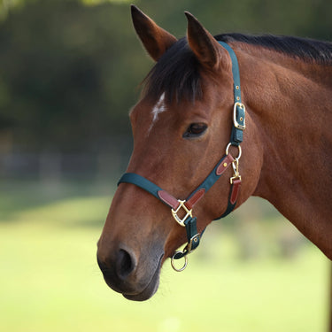 Shires Green ARMA Porto Headcollar| Online For Equine