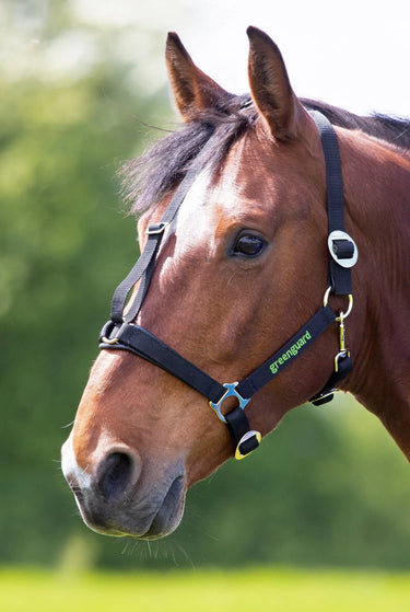 Buy Shires Greenguard Headcollar| Online for Equine