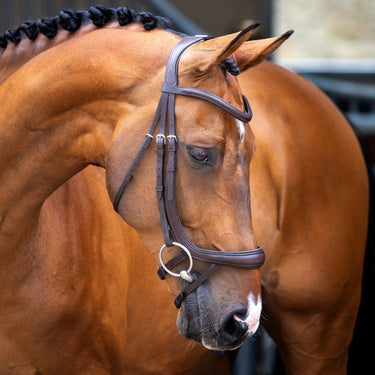 Shires Havana Lusso Ergonomic Curved Flash Bridle| Online For Equine