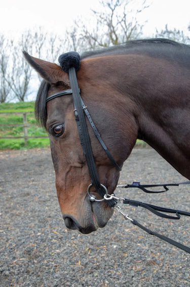 Buy Shires Lunging Adapter| Online for Equine