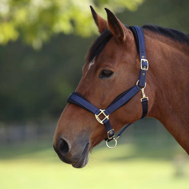 Shires Navy ARMA Padded Headcollar| Online For Equine