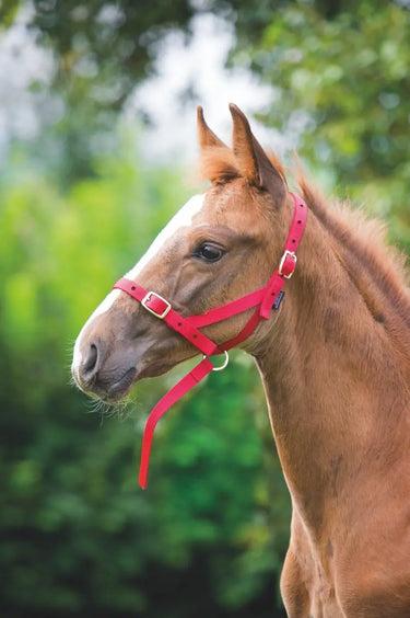 Buy Shires Nylon Foal Slip| Online for Equine