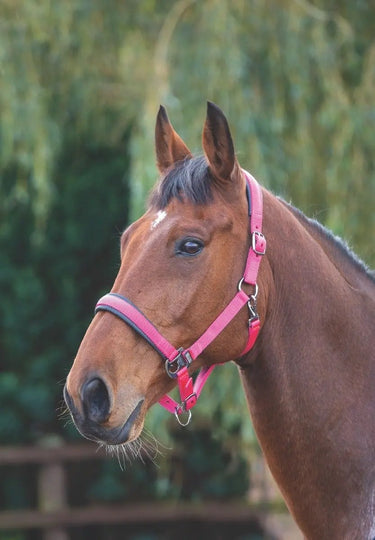 Buy Shires Pink Deluxe Padded Headcollar| Online for Equine