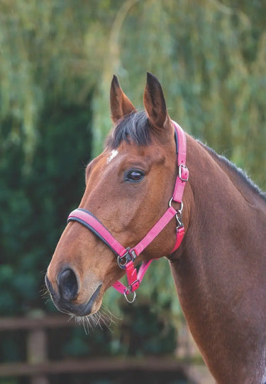Buy Shires Pink Deluxe Padded Headcollar| Online for Equine
