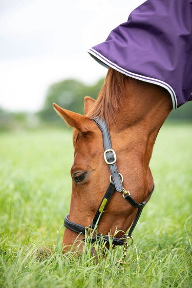 Shires Plum Highlander Original 100g Turnout Rug| Online For Equine