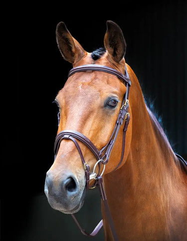 Buy Shires Salisbury Bodenham Flash Bridle| Online for Equine