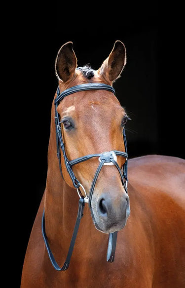 Buy Shires Salisbury Brackley Grackle Bridle| Online for Equine
